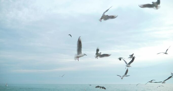 many seagulls at sea. copy space. beautiful seascape in blue tones.