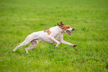 Red and Orange English Pointer dog is running at full speed on green grass. Pointer dog hunting in the field