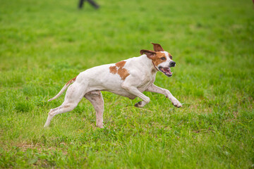Red and Orange English Pointer dog is running at full speed on green grass. Pointer dog hunting in the field