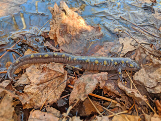 Spotted Salamander (Ambystoma maculatum) near a small pond in Michigan