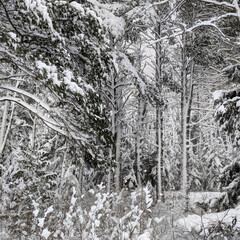 Northwoods Michigan Winter Forest
