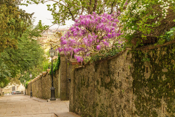 Fototapeta na wymiar Wisteria bush on an old staircase in the city of Florence, Italy