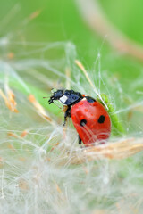 Beautiful ladybug on leaf defocused background