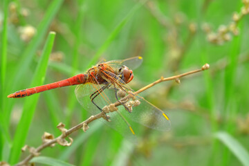 Macro shots, Beautiful nature scene dragonfly.   