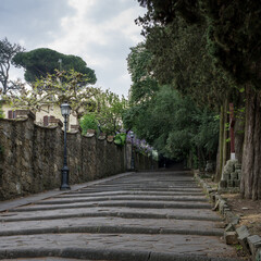 Wisteria bush on an old staircase in the city of Florence, Italy