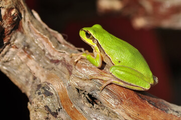 Beautiful Europaean Tree frog Hyla arborea 