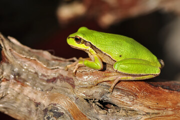 Beautiful Europaean Tree frog Hyla arborea 