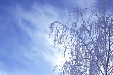 frosted winter birch tree with the  blue sky and white clouds in sunny day - winter background and landscape