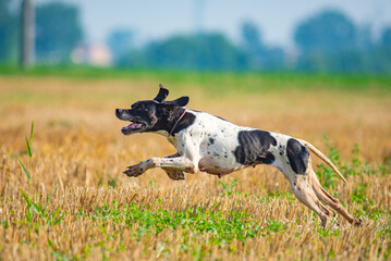 Profile shot of athletic black and white English Pointer dog running at full speed during hunting day