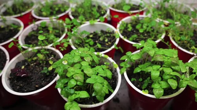 Growing Perilla Leaves (Shiso Leaves) Herb Seedlings On Red Cups At Home Garden. - Tracking Shot