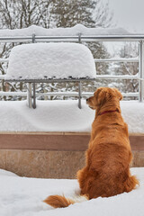 Golden Retriever looking from a terrace covered with snow