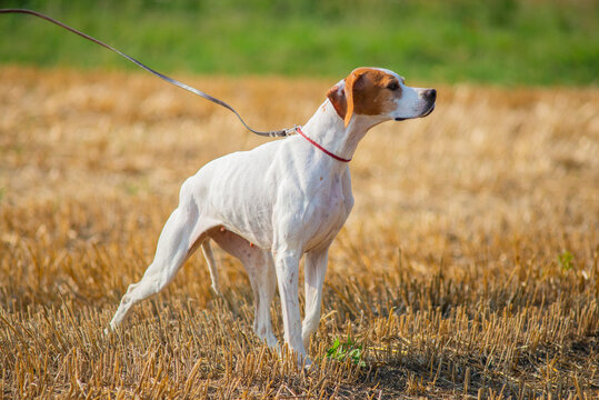 Elegant English Pointer on a leash. Red and orange pointerm summer season