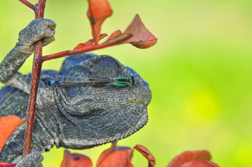 Macro shots, Beautiful nature scene green chameleon 