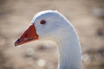 Close-up of a goose's head in profile, with blurred background