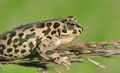 Green Toad in natural background   