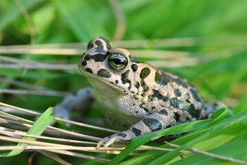 Green Toad in natural background   