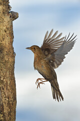 amsel turdus merula