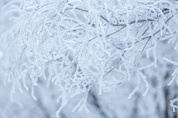 Snow and rime ice on the branches of bushes. Beautiful winter background with trees covered with hoarfrost. Plants in the park are covered with hoar frost. Cold snowy weather. Cool frosting texture.