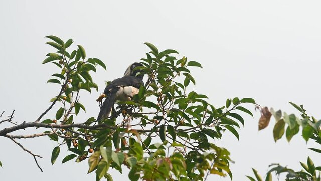 Oriental Pied Hornbill feeding on fruits, Anthracoceros albirostris, Khao Yai National Park, Thailand; seen from its back, pulls out a fruit with its bill then tosses it away as it looks around.