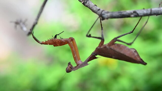Dead Leaf Mantis, Deroplatys desiccata; an individual hanging upside down under a dry twig, zoomed out in 4K footage.