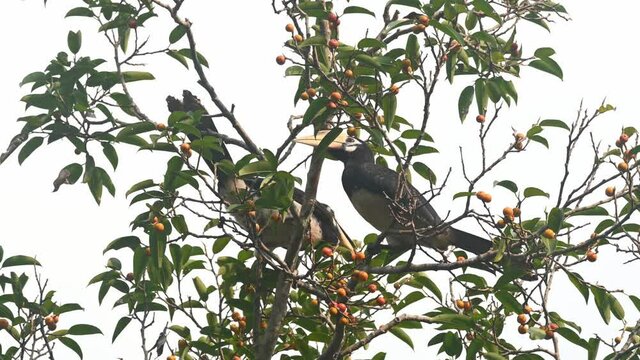 Oriental Pied Hornbill feeding on fruits, Anthracoceros albirostris, Khao Yai National Park, Thailand; two Hornbills feeding on fruits with in the foliage of a fruiting tree.