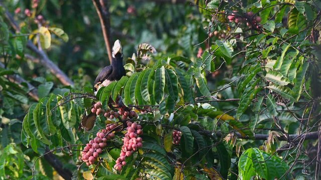 Oriental Pied Hornbill feeding on fruits, Anthracoceros albirostris, Khao Yai National Park, Thailand; on top of a branch with plenty of fruits, looks around then flies into the foliage.