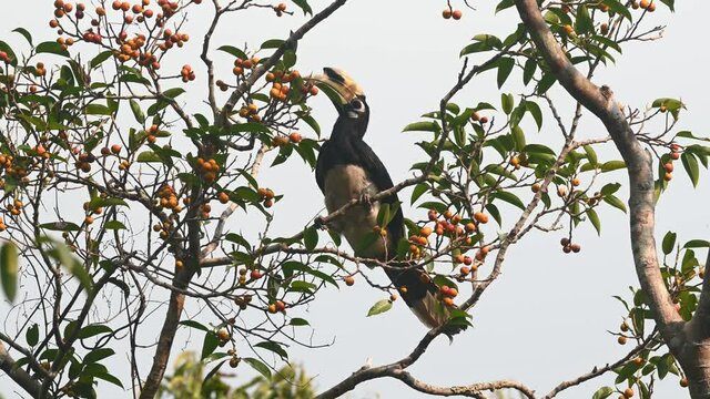 Oriental Pied Hornbill feeding on fruits, Anthracoceros albirostris, Khao Yai National Park, Thailand; seen from under on a branch of a fruiting tree, pulls a fruit and then tosses it in its mouth.