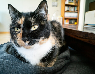 lying tortie cat close up
