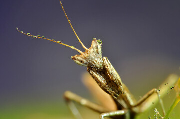 Close up of pair of Beautiful European mantis ( Mantis religiosa )