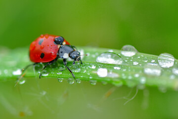 Beautiful ladybug on leaf defocused background