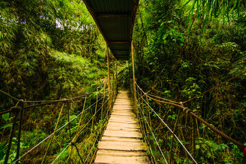 Obraz premium wooden bridge in the forest