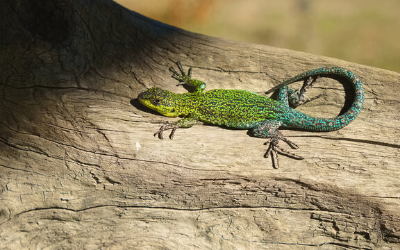 green lizard on tree trunk bathed in sun