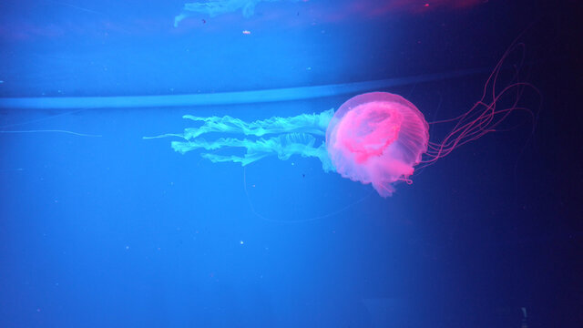 Fluorescent jellyfish swimming in an aquarium pool. A glowing jellyfish moving in the water