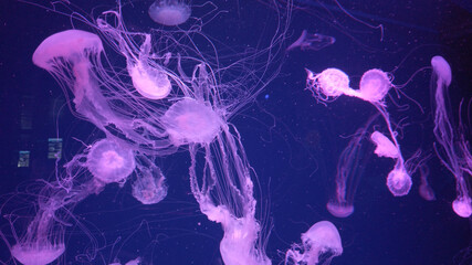 Group of fluorescent chrysaora jellyfish swimming in an aquarium pool. A glowing purple jellyfish moving in the water. © Honchar