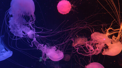 Group of fluorescent jellyfish swimming in an aquarium pool. A glowing jellyfish moving in the water