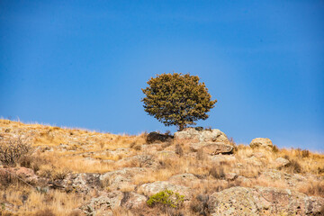 Fototapeta na wymiar Lone tree near La Bufa, Guanajuato State, Mexico