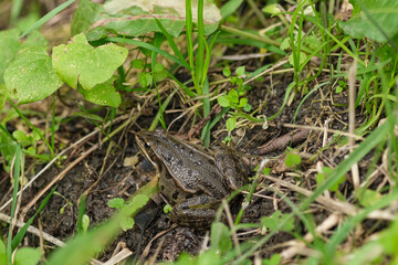 Wild frog close up view while resting on pond ecosystem,amphibian animals