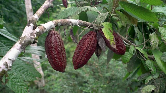 Several cacao fruits growing in amazon rainforest during cloudy and windy day. Close up pan shot.