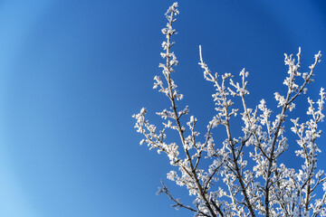 Vereiste Zweige vor blauem Himmel