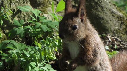 Squirrel in the forest