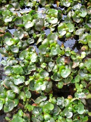 Floating Common water hyacinth or Eichhornia crassipes aquatic plant background.