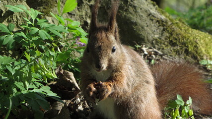 squirrel in the park