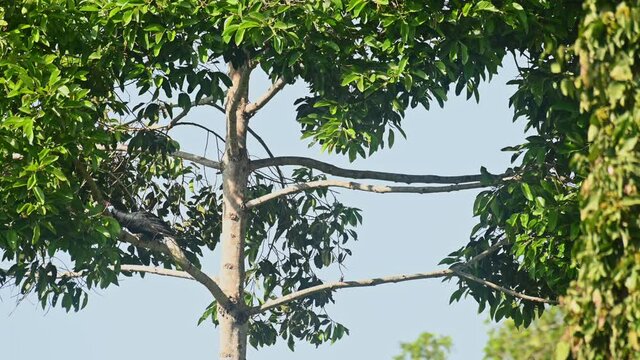 Wreathed Hornbill, Rhyticeros undulatus, Female, Khao Yai National Park, Thailand; a female perched on a branch facing left then hops to face right, wind moves the canopy of the tree against blue sky.