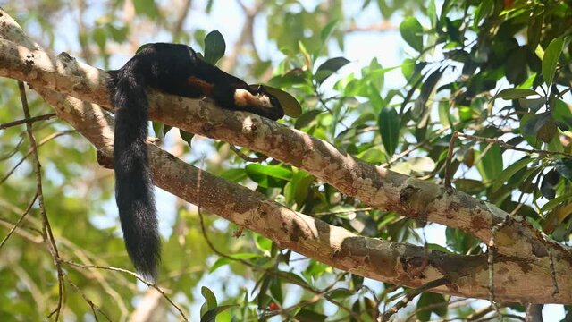 Black Giant Squirrel or Malayan Giant Squirrel, Ratufa bicolor, Khao Yai National Park, Thailand; 4K footage of an individual sleeping on top of a big branch, scratches itself, and goes away.