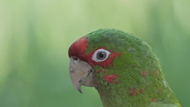 Close up of a cute green and red mitred parakeet resting peacefully surrounded by nature