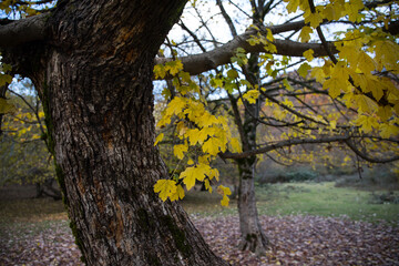 Amazing view with colorful autumn forest with asphalt mountain road at sunset.