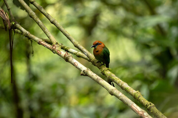 Broad-billed Motmot bird sitting on a branch in rainforest, Arenal, Costa Rica.