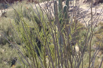 grass in the wind