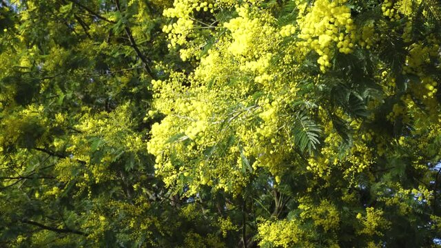 Mimosa blooms. Acacia flowers on flowering trees with lush foliage and yellow blooming flowers sway in the wind