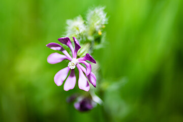 flowers on grass